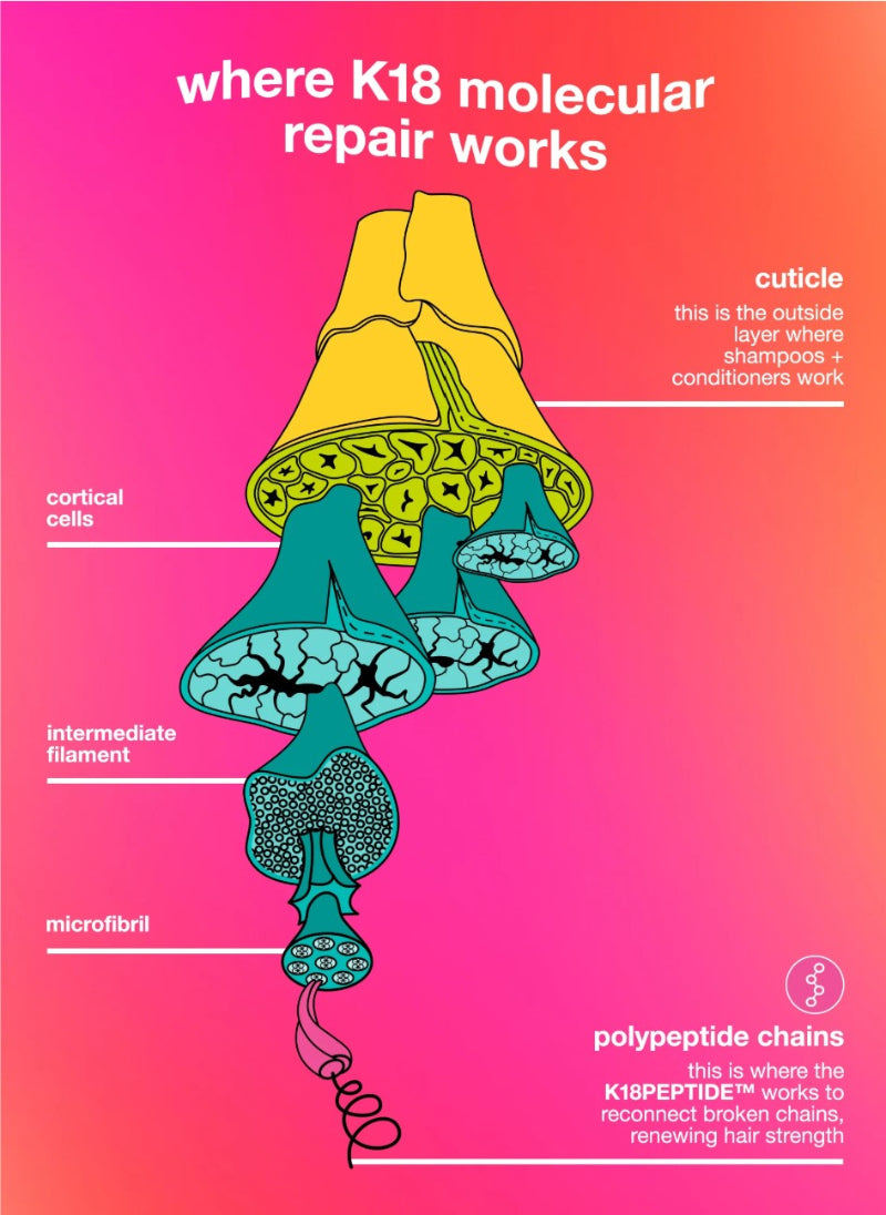 An educational infographic on hair repair, titled 'where K18 molecular repair works', featuring a stylized illustration of a hair follicle with labeled parts such as cuticle, cortical cells, intermediate filament, and microfibril, set against a pink-to-magenta gradient background.